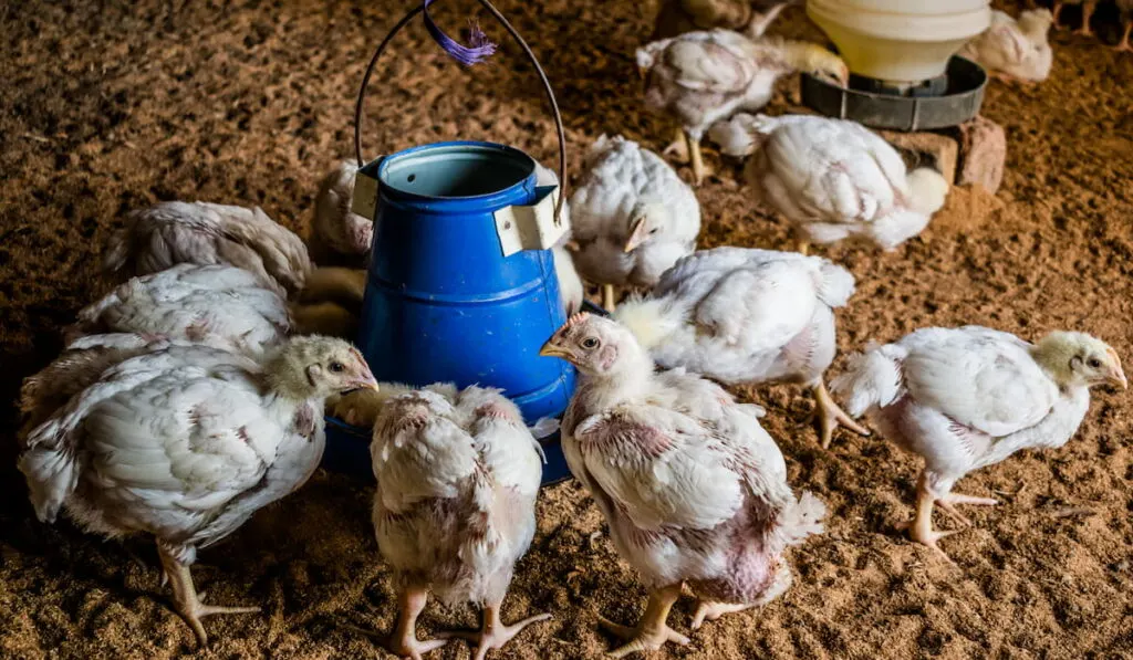 sick chicks eating at a poultry farm