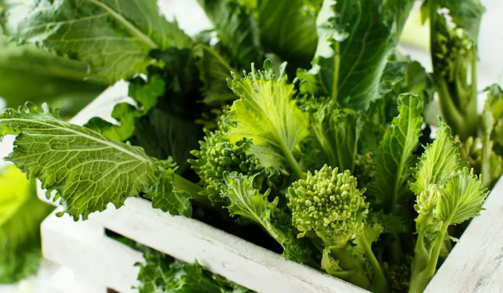 freshly harvested turnip greens in a wooden crate