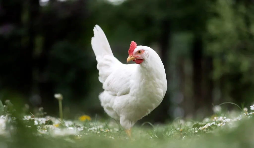 White leghorn chicken standing on the grass