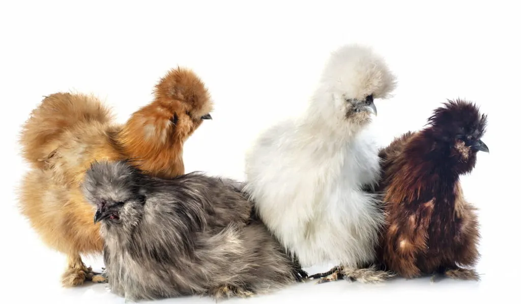 young show-girl silkies chicken