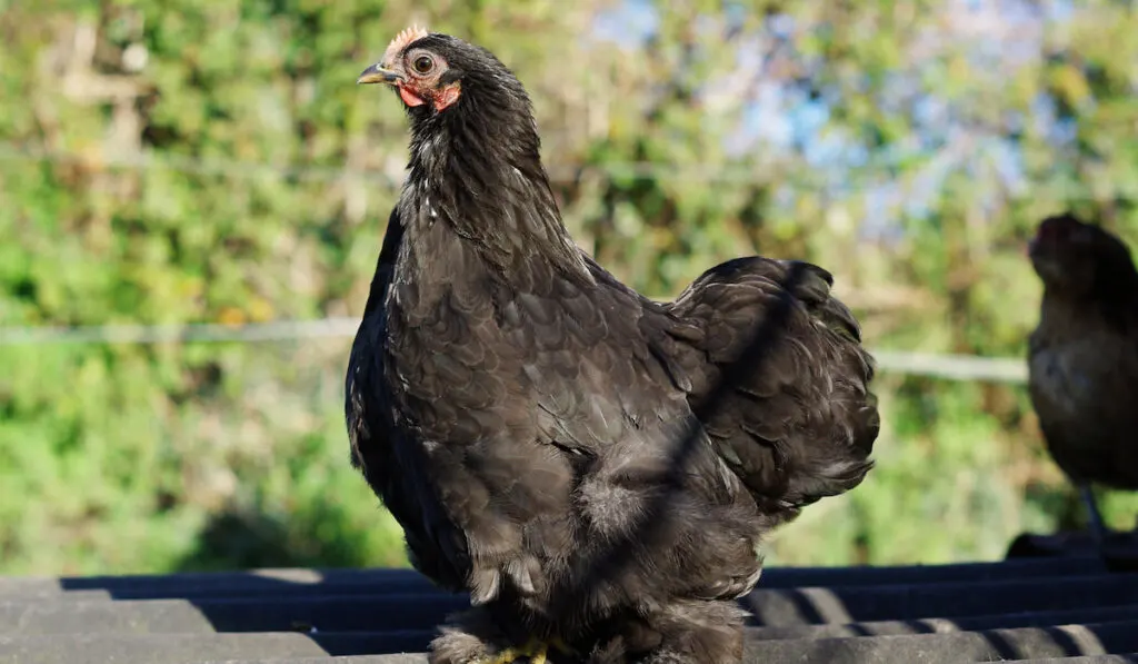 Black pekin chicken 