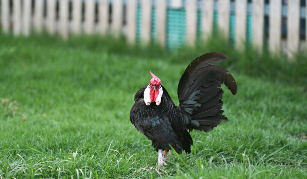 Black rose comb or java bantam chicken roam freely in a lush green