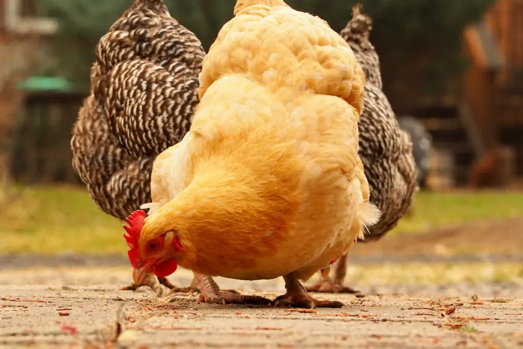 Buff Orpington hen eating on cement walkway with her 2 Plymouth Rock hen friends