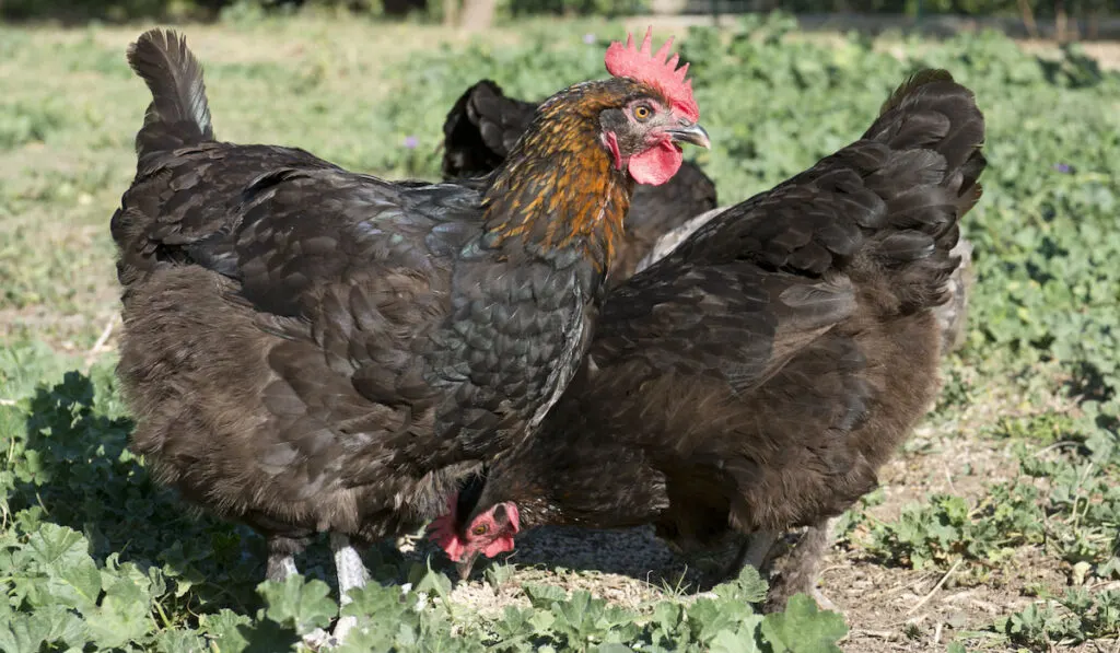 French Black marans walking in the garden