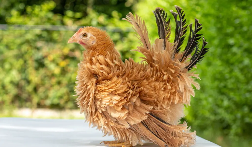 Pretty young Japanese Bantam or Chabo chicken, standing facing left 