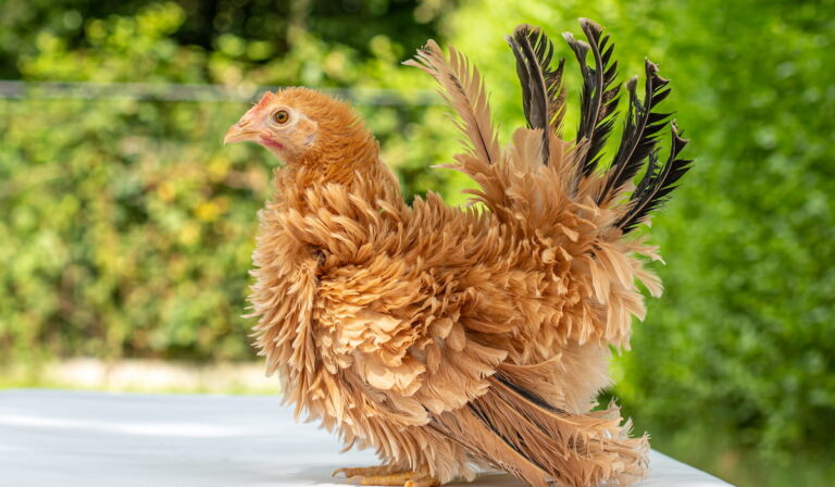 10 Stunning Yellow Chicken Breeds for Your Backyard Coop - The Hip Chick