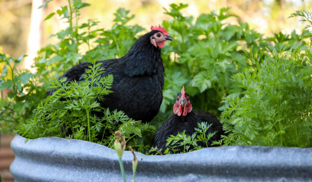 Two black australorp chickens sitting in lush vegetable garden surrounded by carrot leaves
