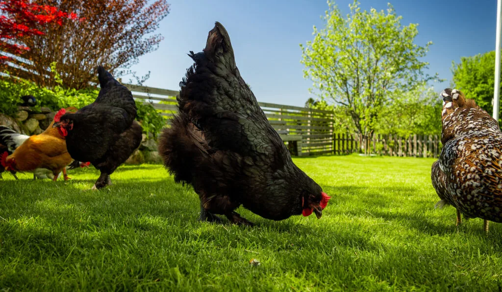 black croad langshan chicken free range grazing on a lawn 