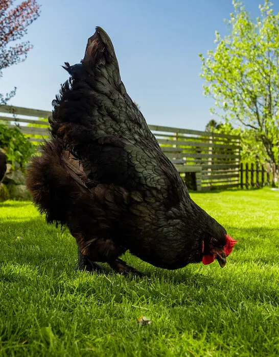black croad langshan chicken free range grazing on a lawn