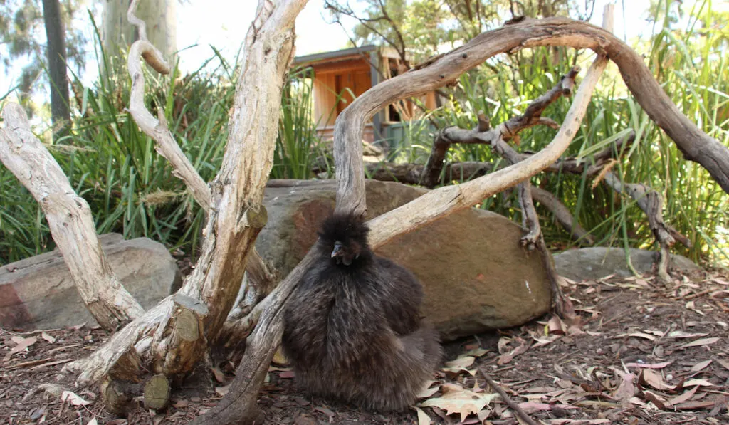 black silkie bantam chicken in the garden