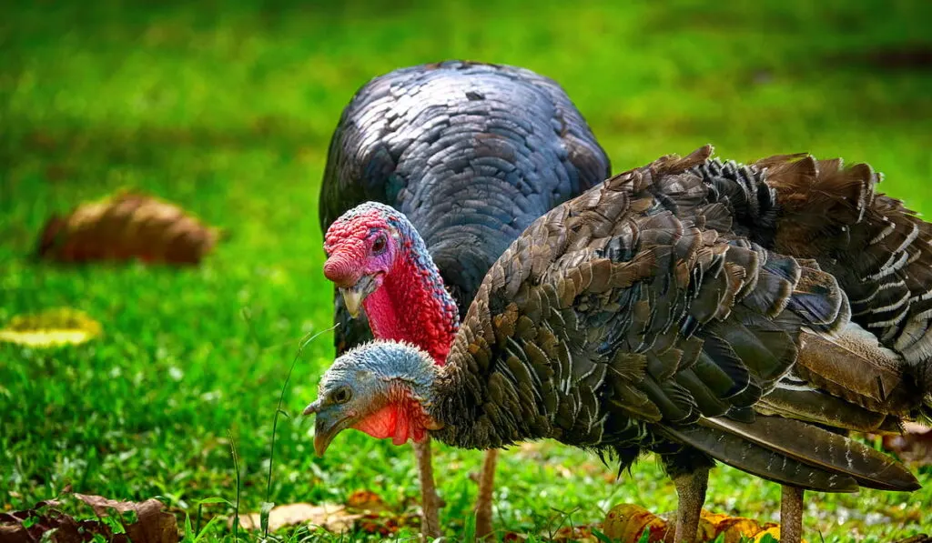 2 turkeys in the grassland 