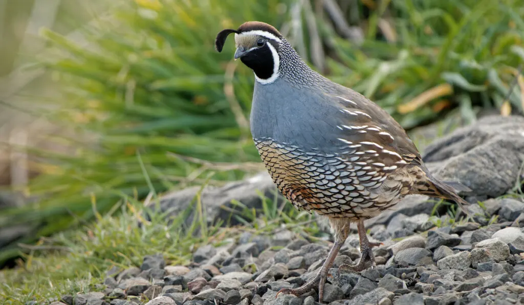 A close up shot of a cute California quail