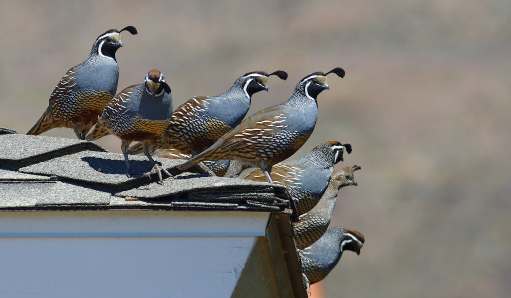 A covey of crested quails perched on a roof in California