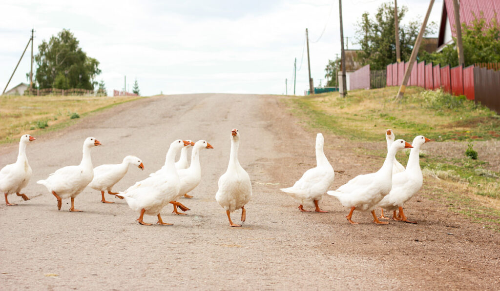 A flock of domestic white geese walks along the rural road
