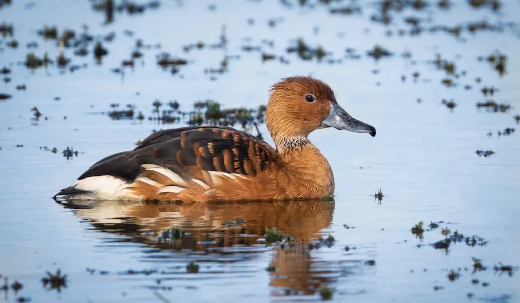 A fulvous whistling duck at Lake Apopka