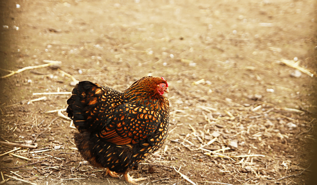 A golden laced Wyandotte in the farm