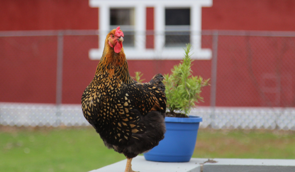 A golden laced Wyandotte standing near potted plant in the backyard