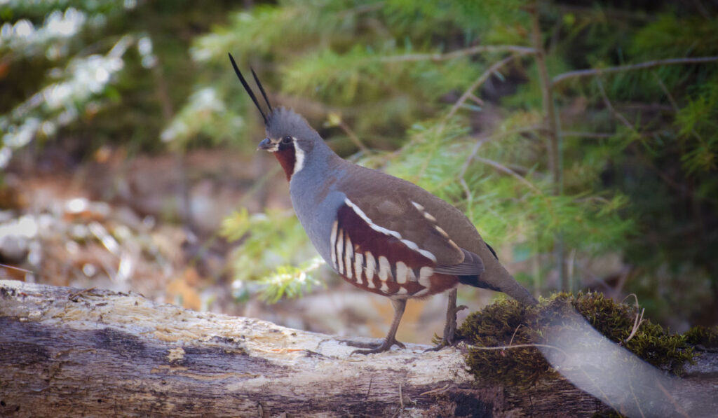 A  mountain quail scurrying through the woods in California
