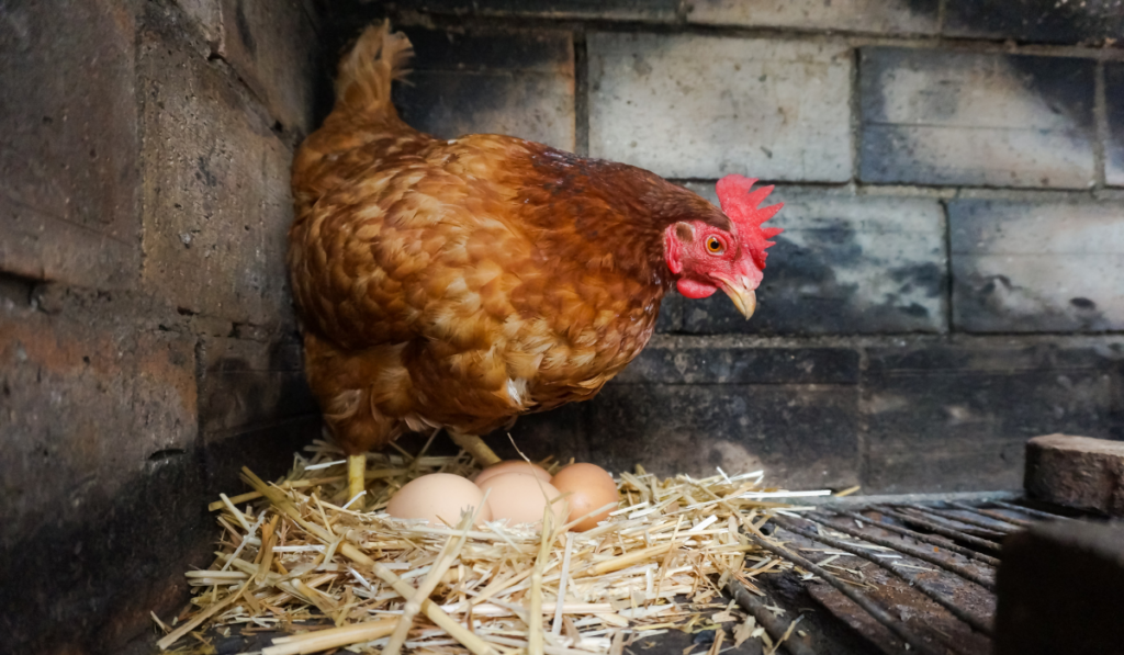 A red laying hen watches after her eggs, gently spawned in a comfortable nest made of dry straw inside a brick henhouse, in the free range of an organic farm in Midi-Pyrénées, Southern France