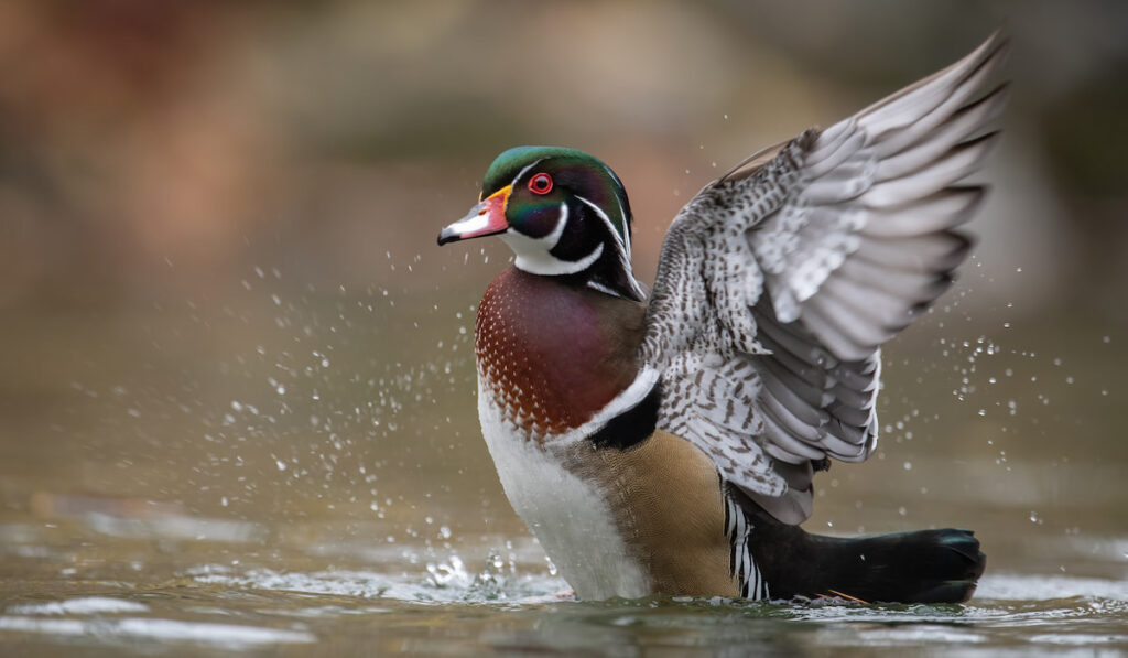 A wood duck swimming on a creek