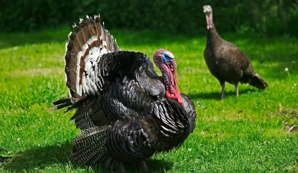 American Bronze Turkey, female and male displaying with tail fanned out