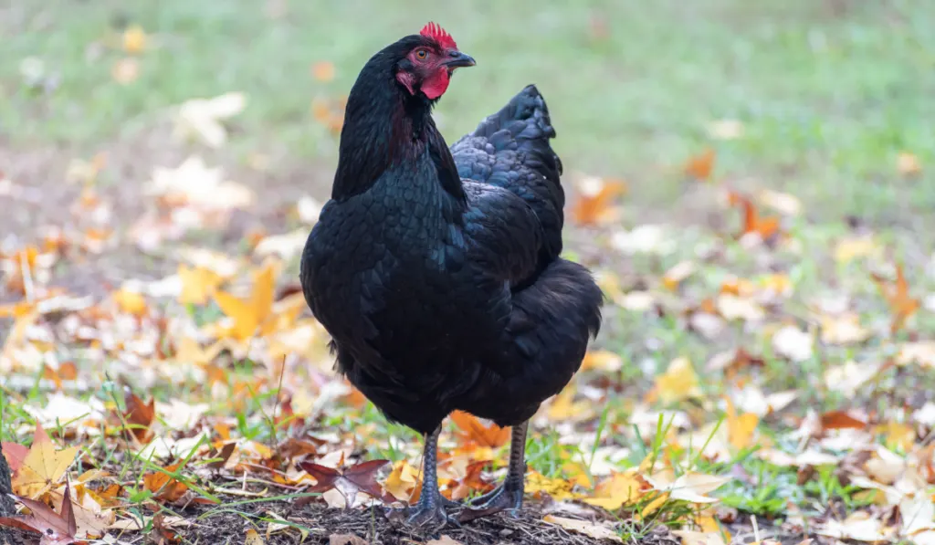 Australorp chicken in the yard 