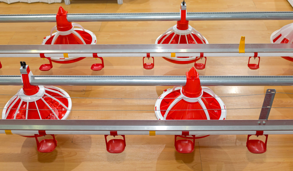 How to Keep Turkeys Cool in Summer 10 Tips The Hip Chick