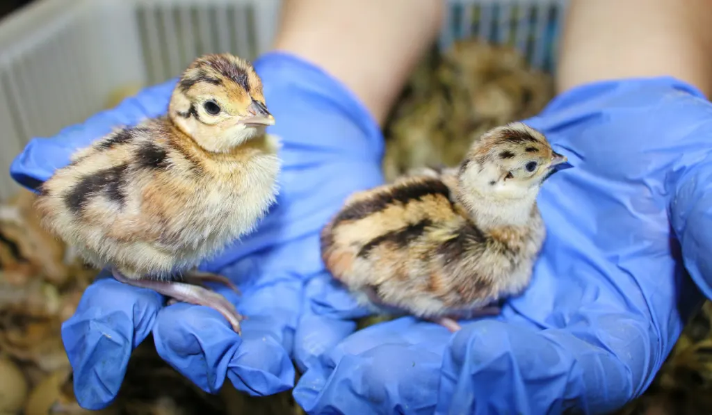 Baby pheasant in incubator