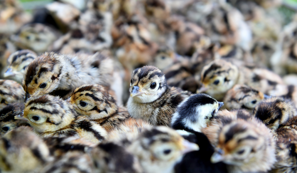 Baby pheasant chick  inside a farm where they were born
