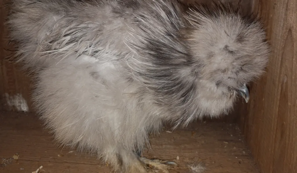 Beautiful Rare Lavender Silkie Chicken 