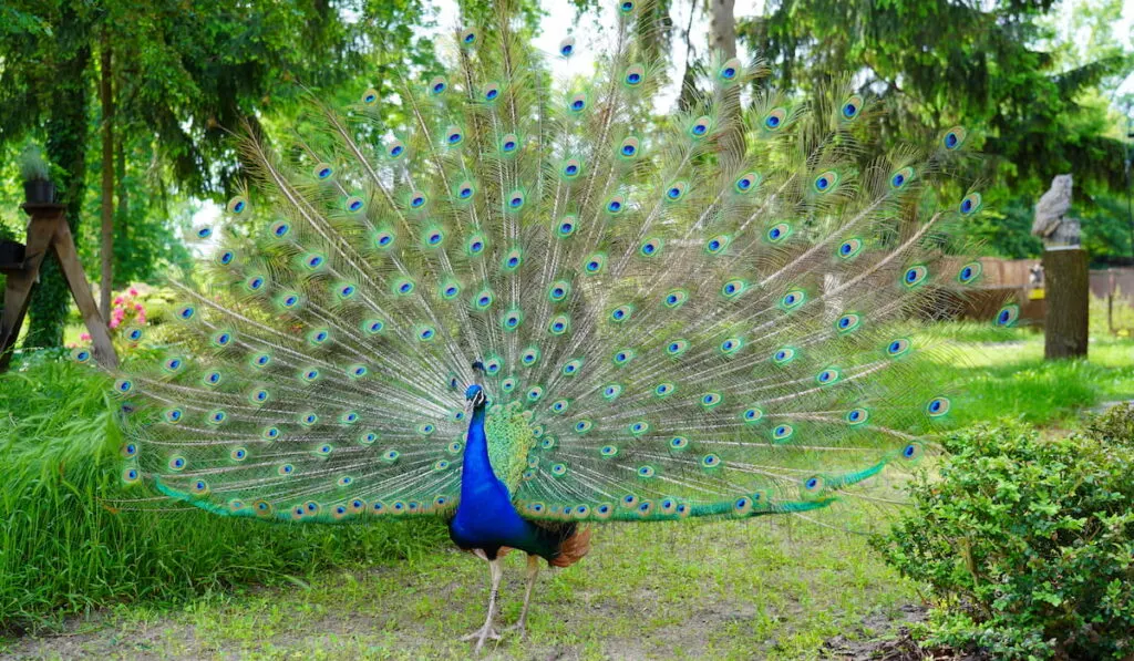 Beautiful blue peacock walking freely