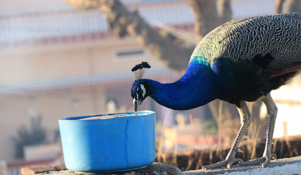 Beautiful peacock drinking water in a pot