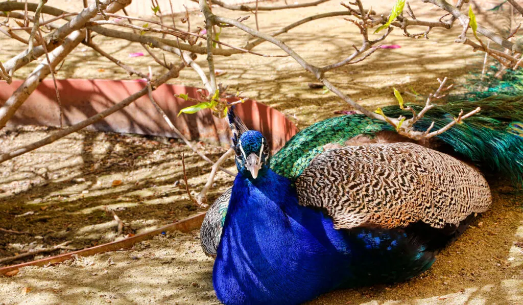 Beautiful peacock resting in the shade on a sunny day