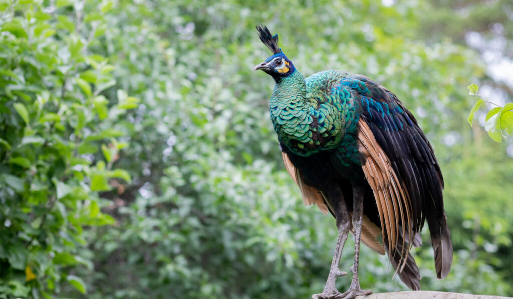 Beautiful peafowl foraging through the forest