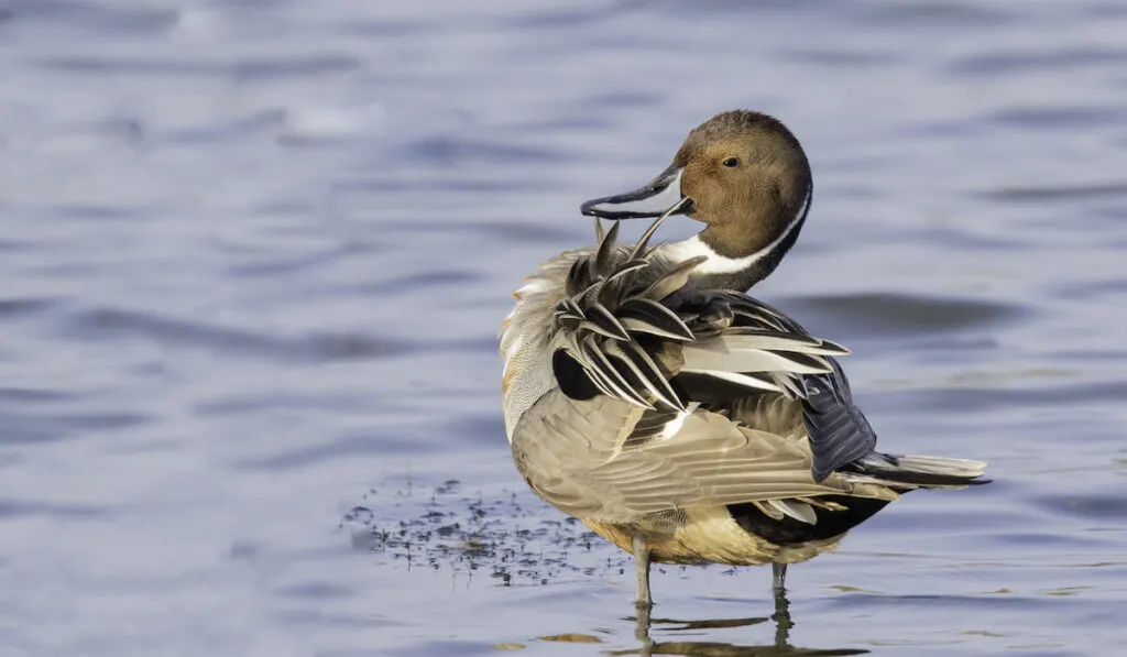 Beautiful shot of northern pintail ( Anas acuta ) duck standing on water