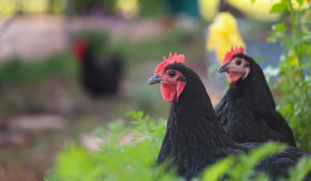 Black Australorp chickens sitting in lush vegetable garden surrounded by carrot leaves