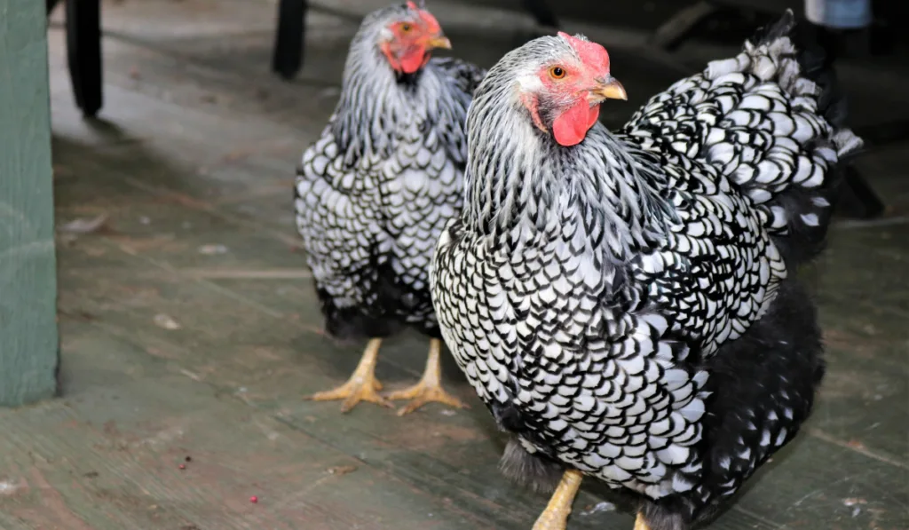 name of black and white chickens