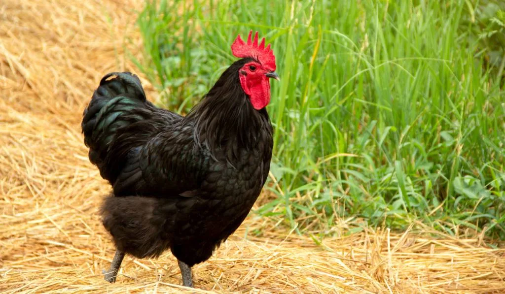 Black australorp rooster stand on the straw