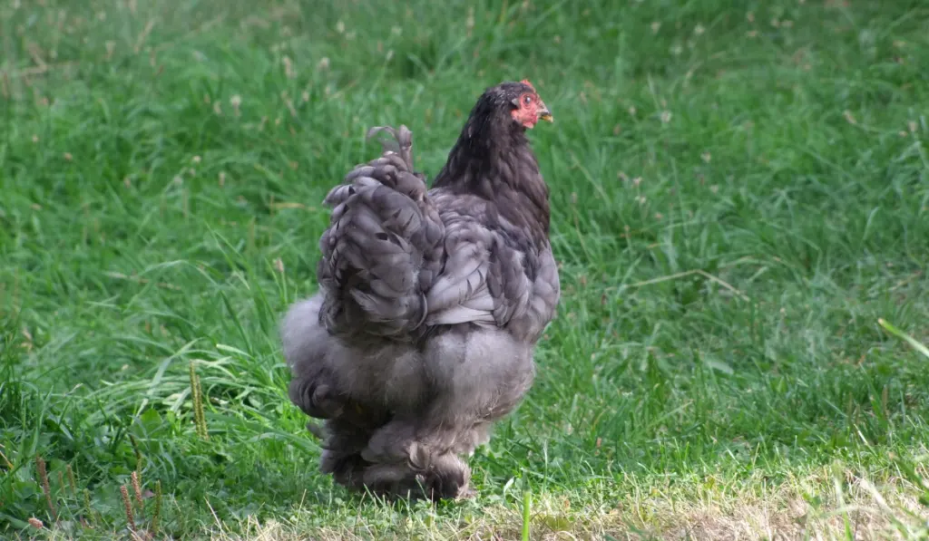  Blue Grey Cochin Rooster walking