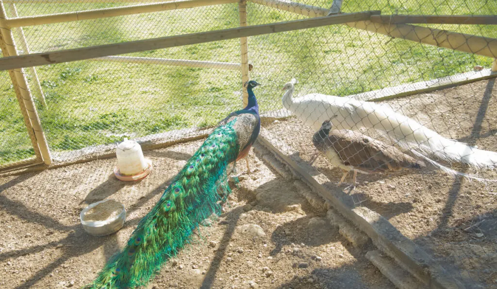 Blue and white peacocks separated in small cage at the zoo