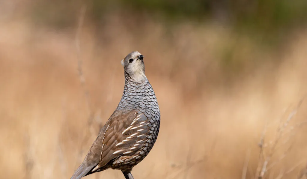 Blue scaled quail on chin up position against blurry nature background