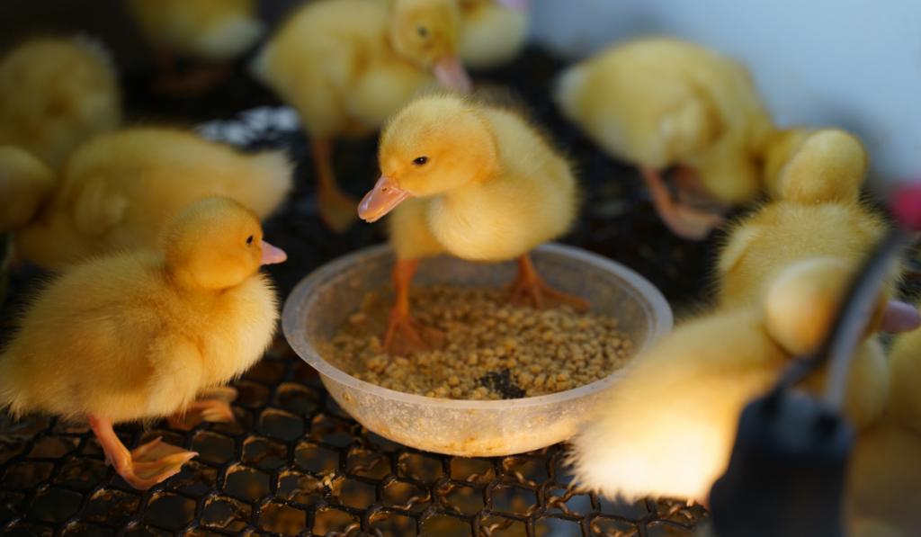 Breeding baby ducks on the farm
