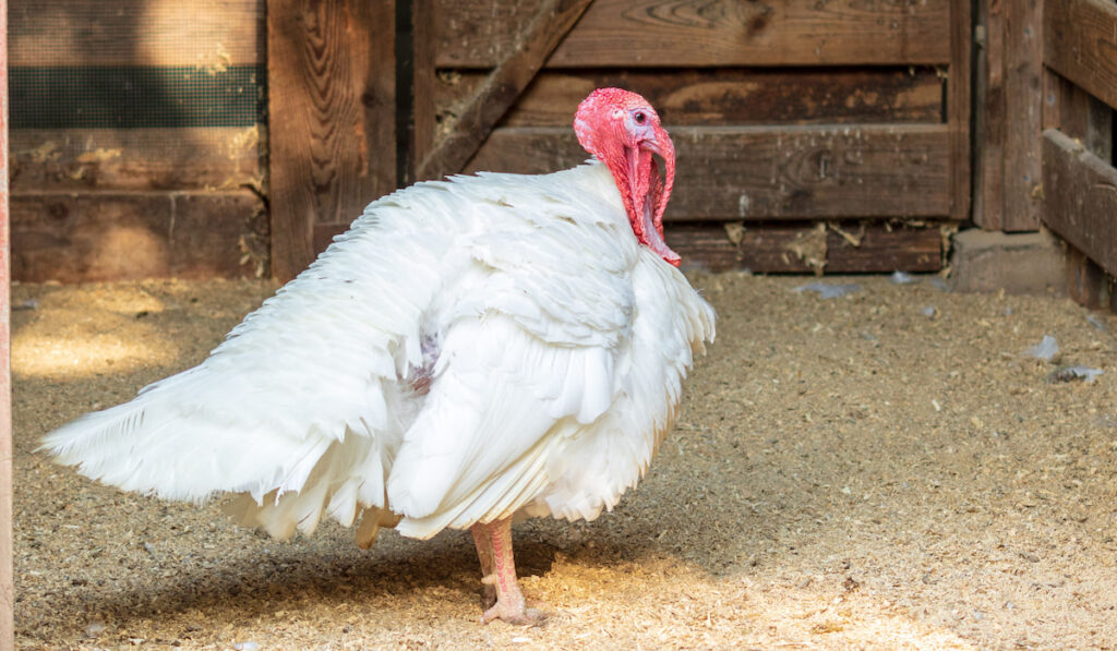 Broad breasted white turkey in a barn