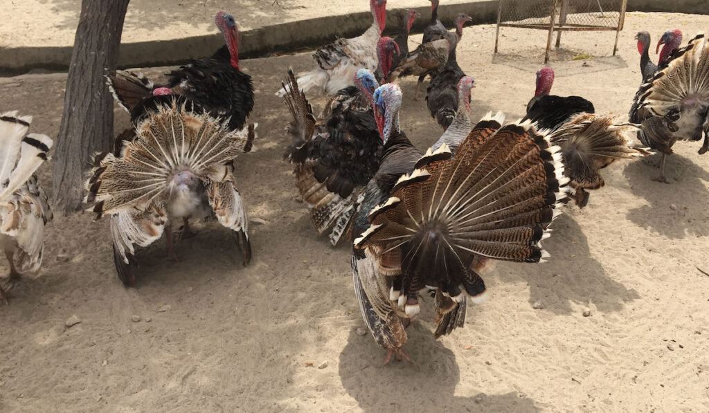Bronze Turkey on the farm in Pakistan