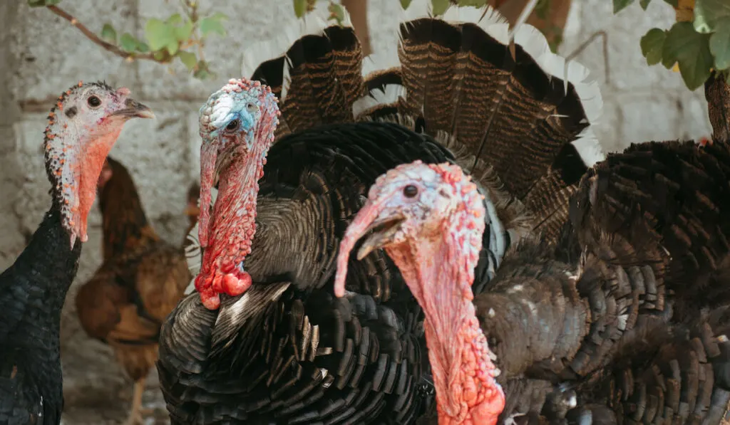 Bronze turkey flock free range