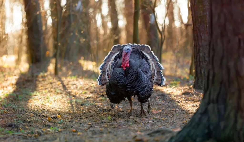 Bronze turkey stands in the forest