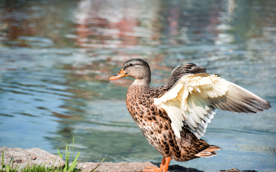 How to Keep Ducks Cool in Summer 6 Tips The Hip Chick