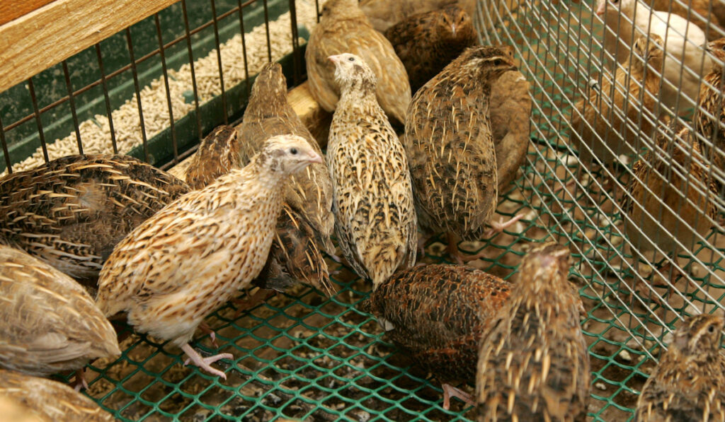 Brown quail chicks in a cage on the farm