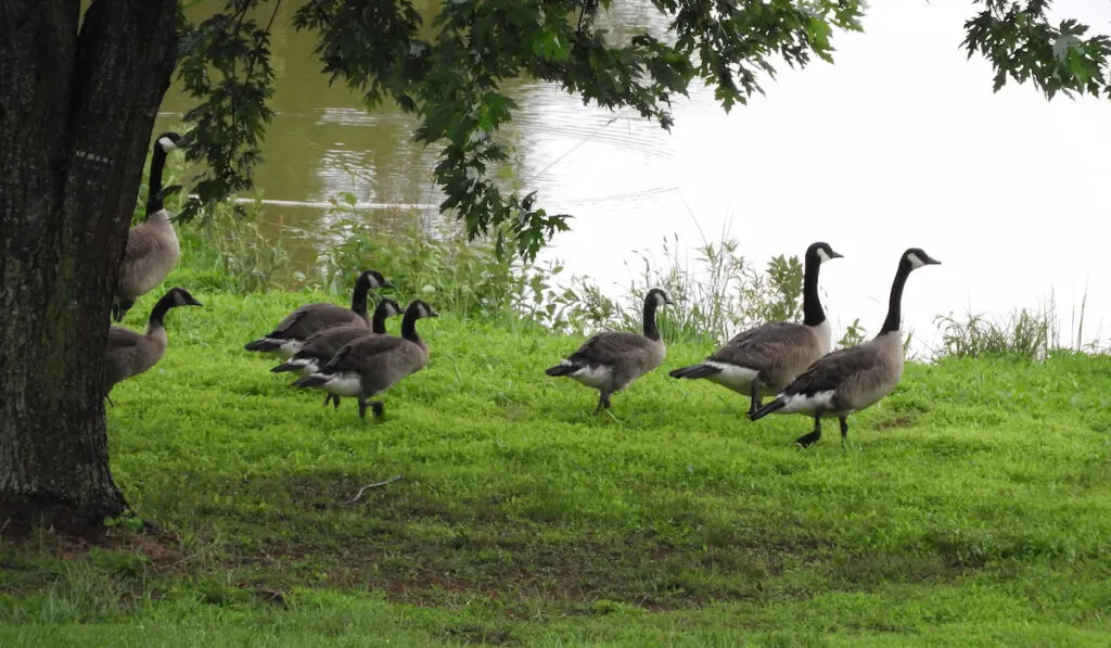 Canadian geese under the tree shade heading towards a pond