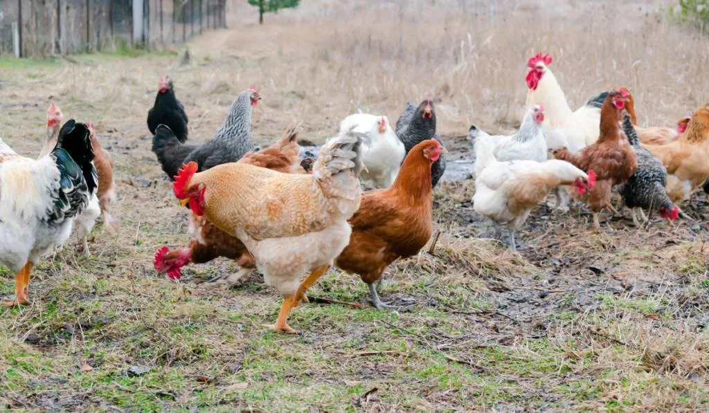 Chickens huddle in the backyard